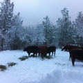 Snow @ Ranch Dec 2013 (20)