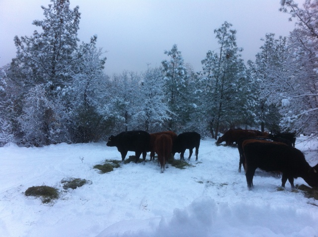 Snow @ Ranch Dec 2013 (20).JPG